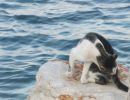 cat by the sea