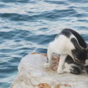cats