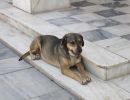 dog 1 img1312 p3031