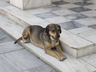 dog 1 img1312 p3031